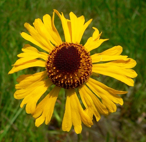 {Helenium brevifolium}